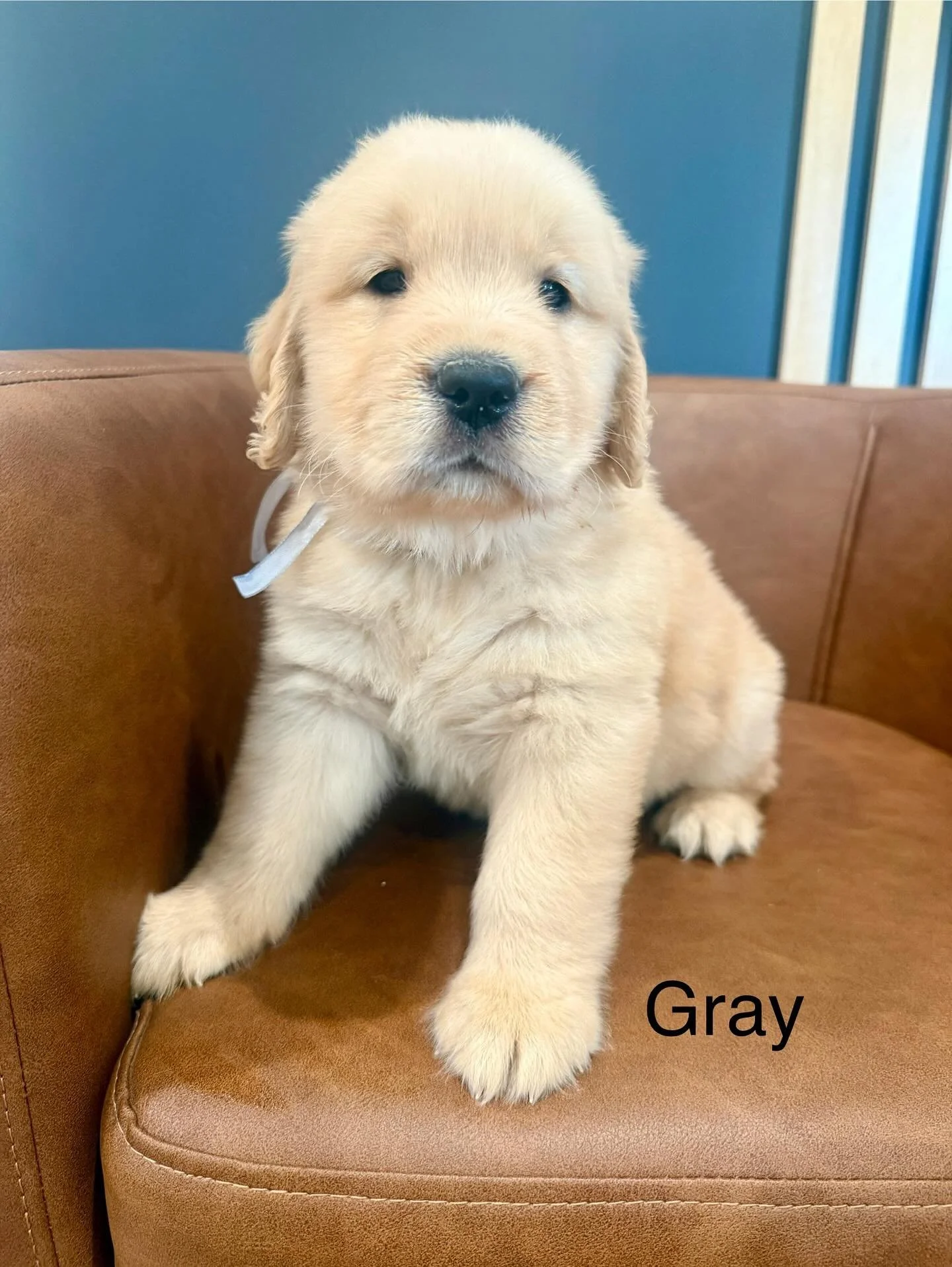 Look who is 5 weeks old! Mollys litter is just getting cuter by the day. What a big week it was for us too! We got to meet our future families and had so much fun. Next week we have our first car ride to the vet. Can’t believe how fast time is