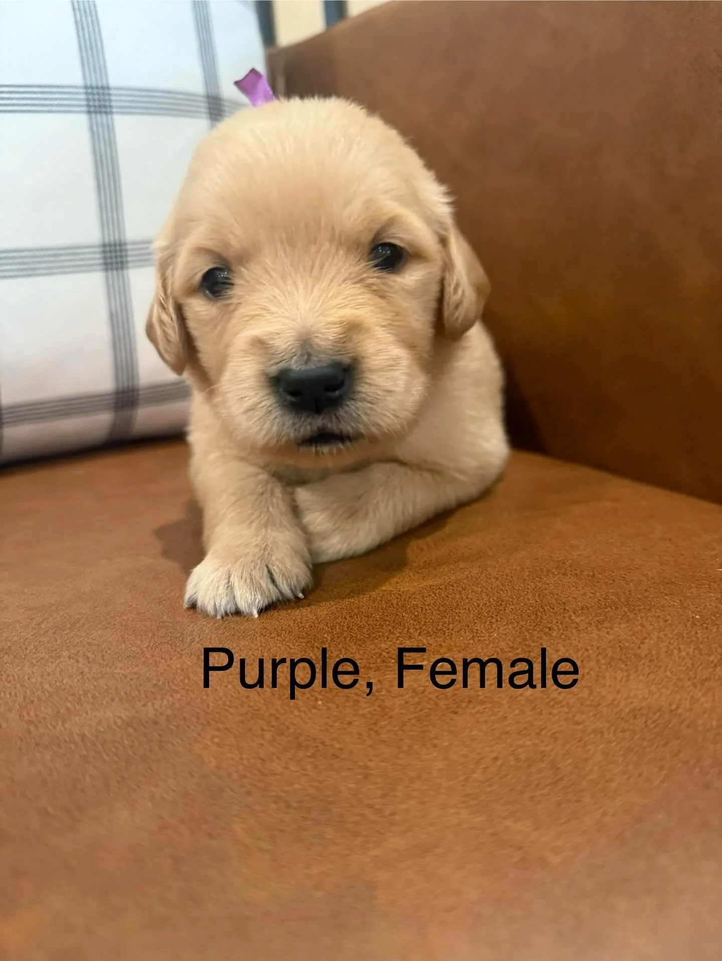 Baileys last litter is now three weeks old! Check out our stylish new collars and the lovely color range in this litter. This week, we're introducing Puppy Mush and focusing on leg strength by walking with our bellies off the ground. Still a bit shak