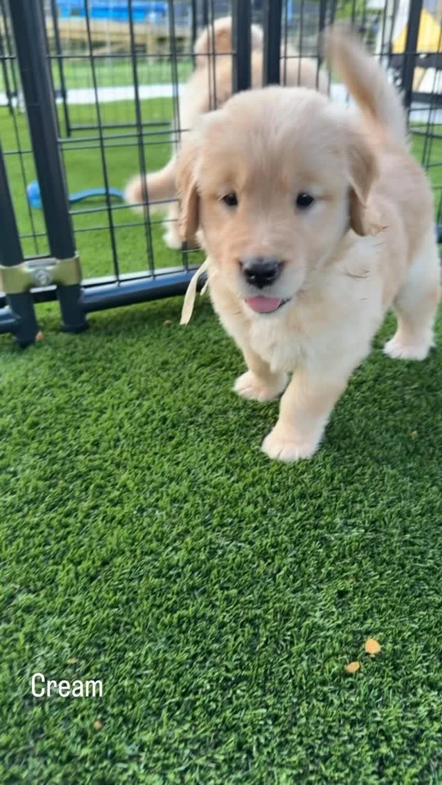 We are 6 weeks old! Mollys little litter is having so much fun outdoors now that the heatwave is over. These cooler evenings make great play times. #golden_ticket_puppies #goldenretriever