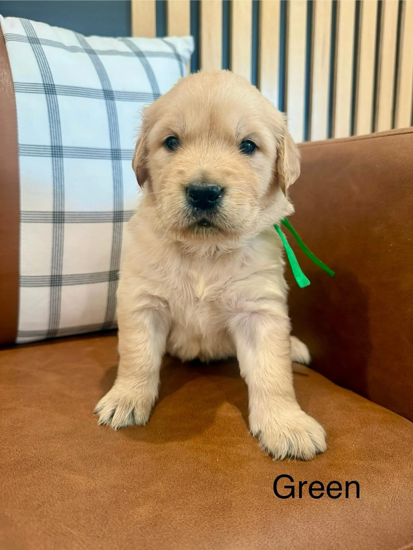 OMG Baileys litter is 4 weeks old! Look how adorable these little ones are getting! We have our canine teeth in and are doing an excellent job munching away on puppy food. We definitely have a healthy appetite. This week we will be dewormed a 2nd tim