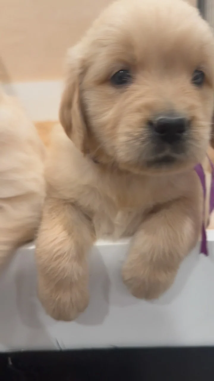 As many Goldens as possible please