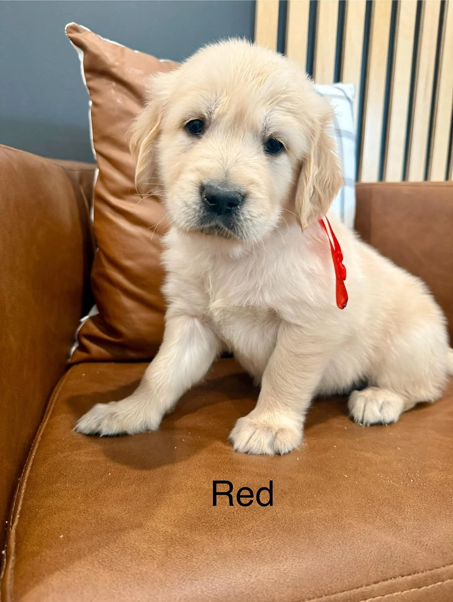 Baileys last litter is 6 weeks old! This will be our last photo shoot of her puppies. 🥹 We had a busy morning with a trip to the vets office. Everyone was gushing over the little ones. The puppies are happy and healthy! I can’t believe they wi