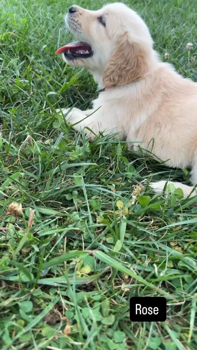 A very fun day outside with Baileys litter! #goldenretriever #golden_ticket_puppies #puppies #goldenpuppy