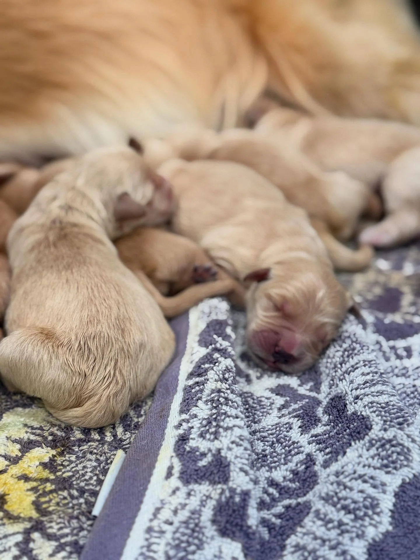 Stella has given birth! Mama is resting and bonding with her little ones. She gave birth to 4 males and 3 females. Can’t wait to have the puppy cuddles all over again! #goldenretrieverlove #goldenpuppies #golden_ticket_puppies