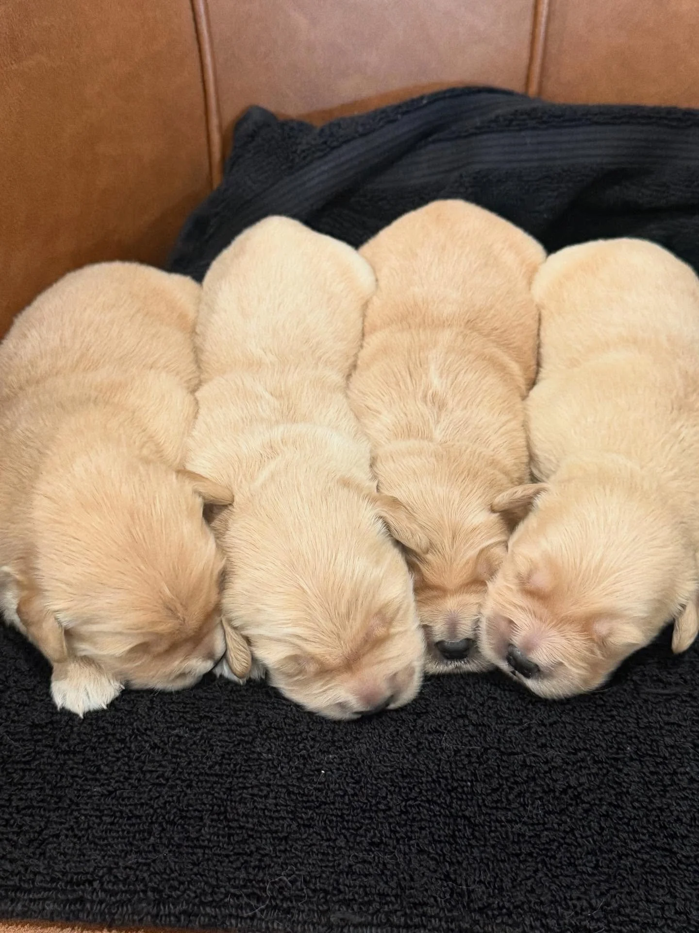 Stella’s litter is 1 week old already! These beauties have gained weight and have full round bellies. Mama is doing an amazing job at keeping them happy. She had 4 boys and 3 girls. #goldenretrievers #golden_ticket_puppies #puppies