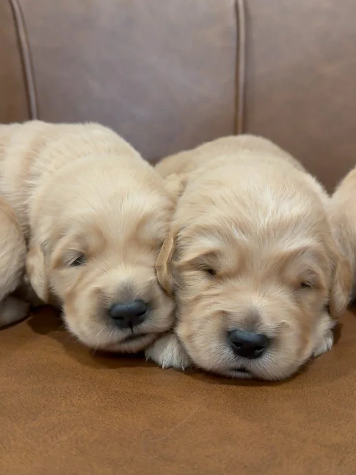 Stella’s litter is 2 weeks old! They were so wiggly today that I couldn’t get any cute photos of them. So please enjoy the videos. The first two are of the 3 girls and videos 3&4 are of the boys. If you haven’t noticed yet our