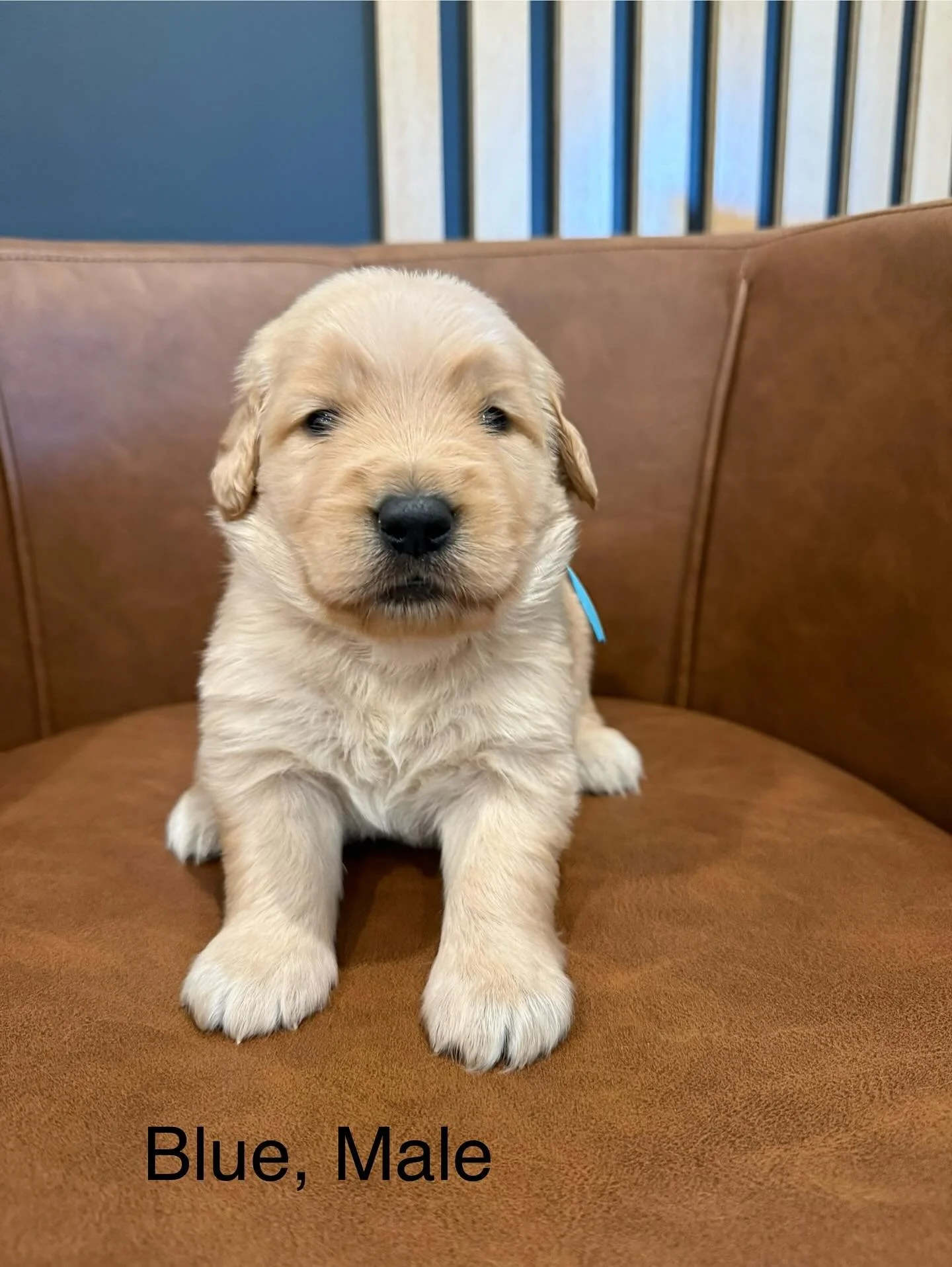 Look at us we’re 3 weeks old! These beautiful puppies have their collars on now. Our eyes and ears are fully open, although our eye sight is still not 100%. We have started on soaked puppy food and are making the cutest little protests when Mam