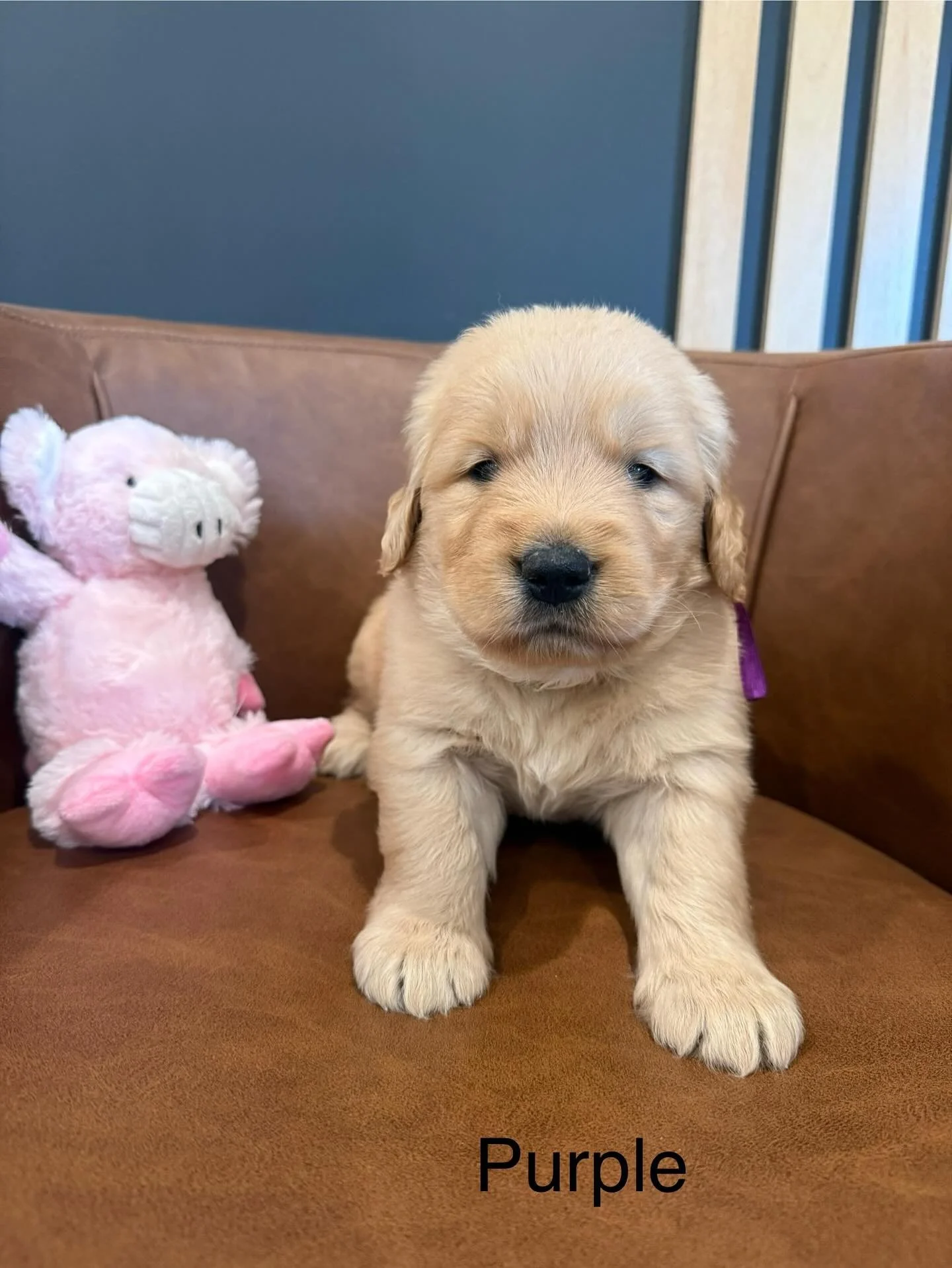 Stella’s puppies are 4 weeks old! I can’t get over how chunky these little ones are. With each day that passes we are getting more confident and really starting to play more. This week we will introduce them to the play area. We will also