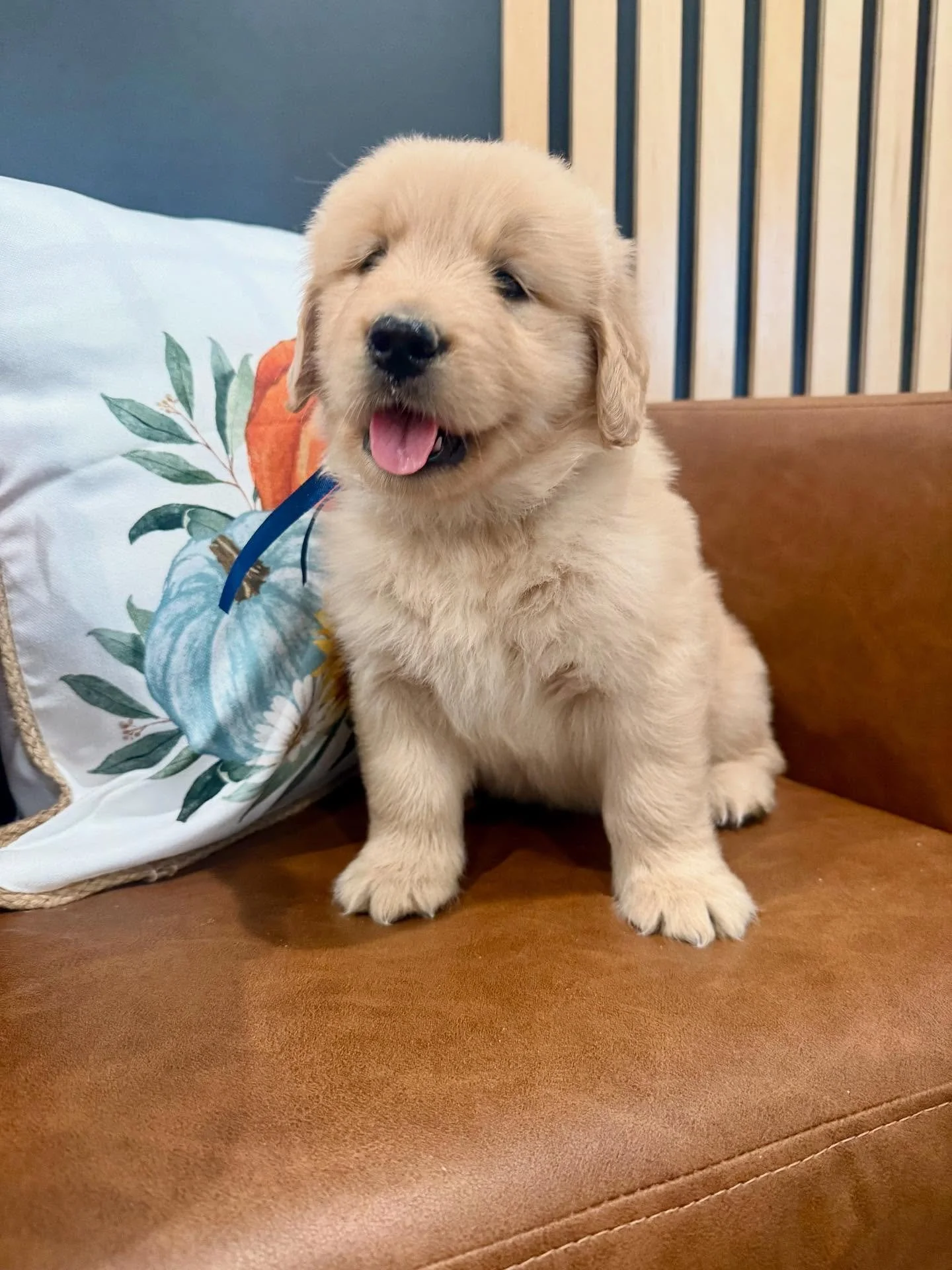 Stella&rsquo;s litter is 5 weeks old! We are such a fun litter-always ready to play. We are officially eating our kibble like true champs and have started to weaning process from Mama. This weekend is a big deal for us because we get to meet our fore