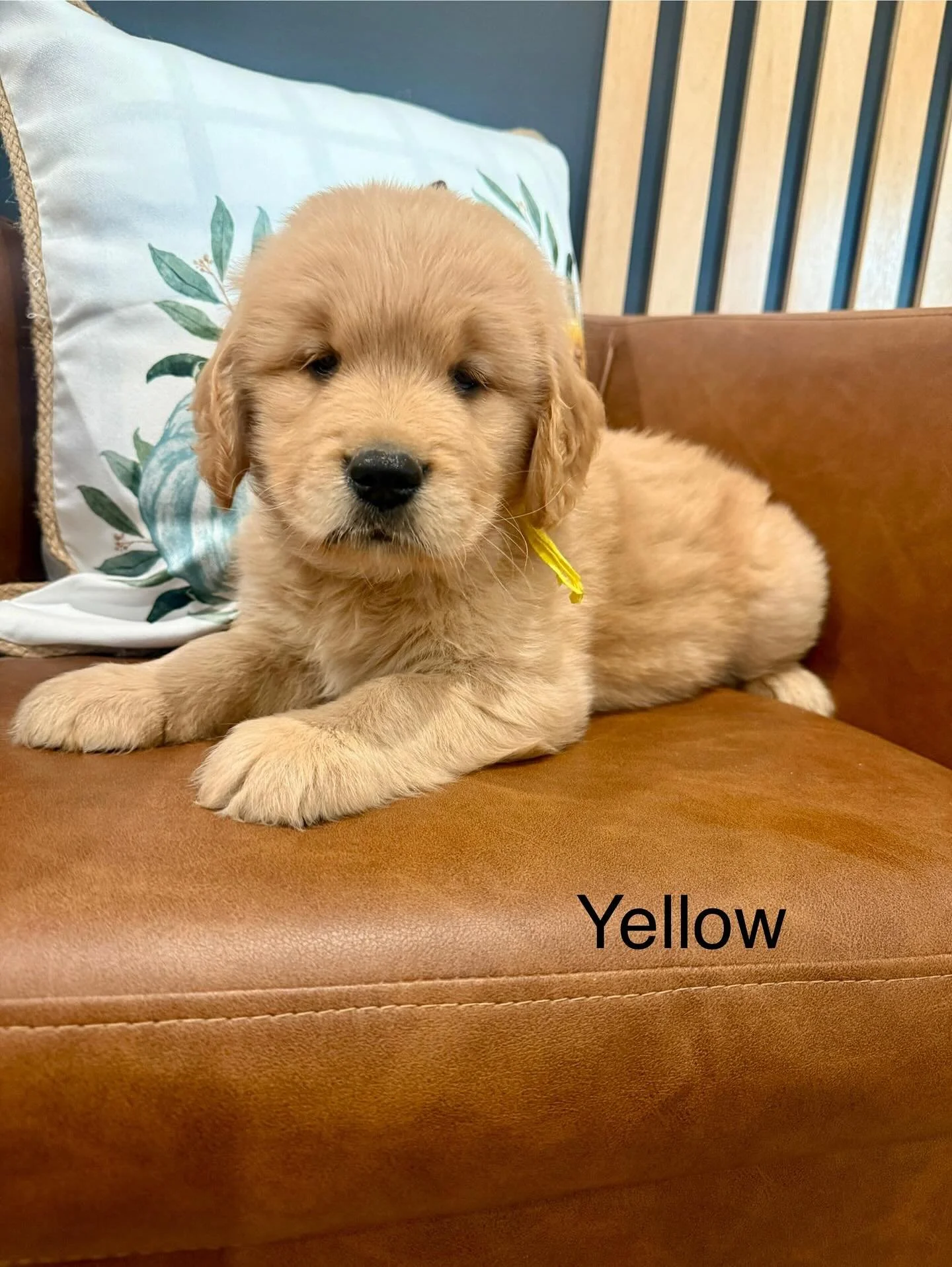 Happy 6 weeks to Stella&rsquo;s litter! I can&rsquo;t believe how fast time has flown by. This is our last photo shoot of the puppies before they go home next week. This week we are taking our very first car ride to the vets. We are just about fully 
