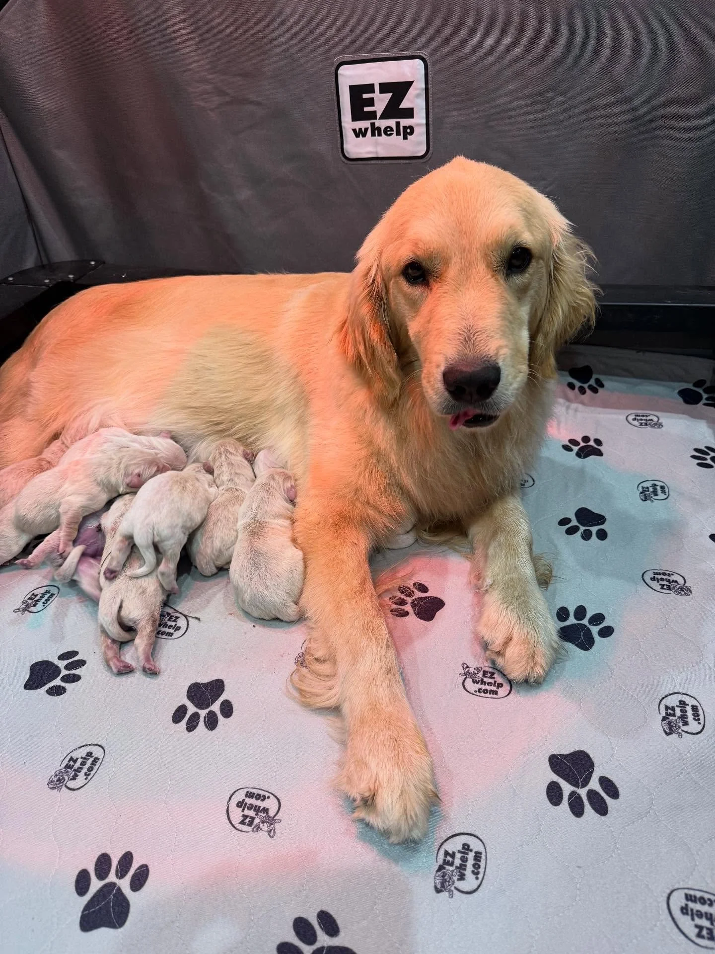 Sweet Callie gave birth yesterday evening to 10 beautiful little puppies! This is Callie&rsquo;s first litter and she did amazing with her birth. We can&rsquo;t wait to see these little ones get older. Already in need of puppy cuddles asap!  #golden_