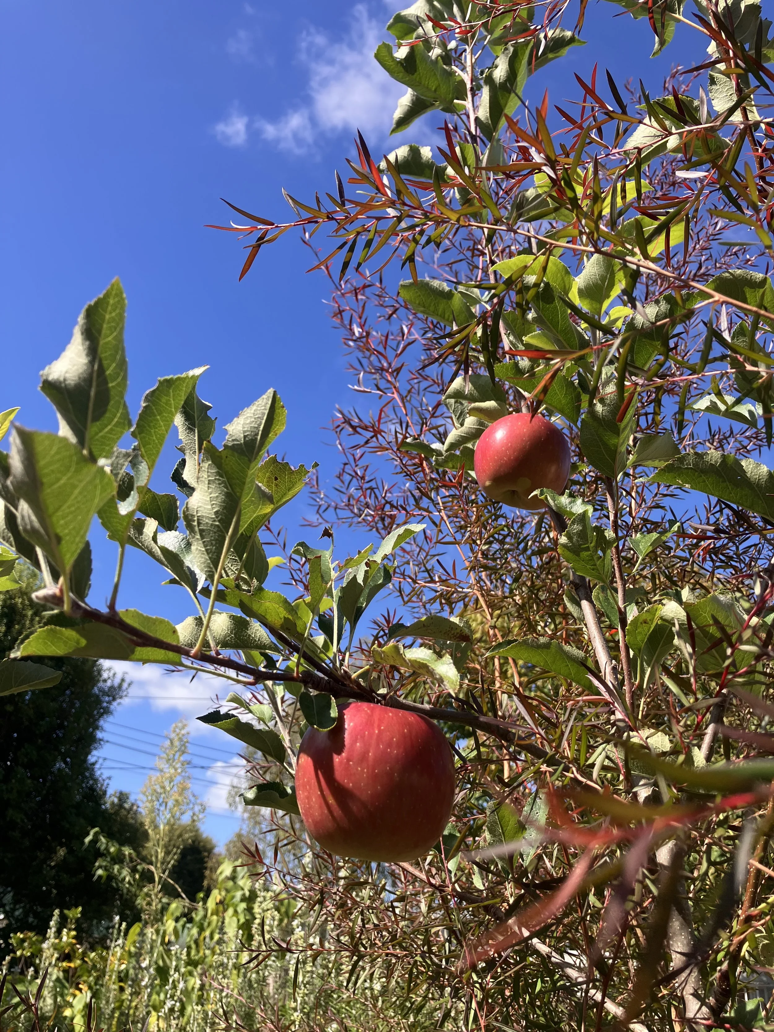 IMG_5102.jpeg
