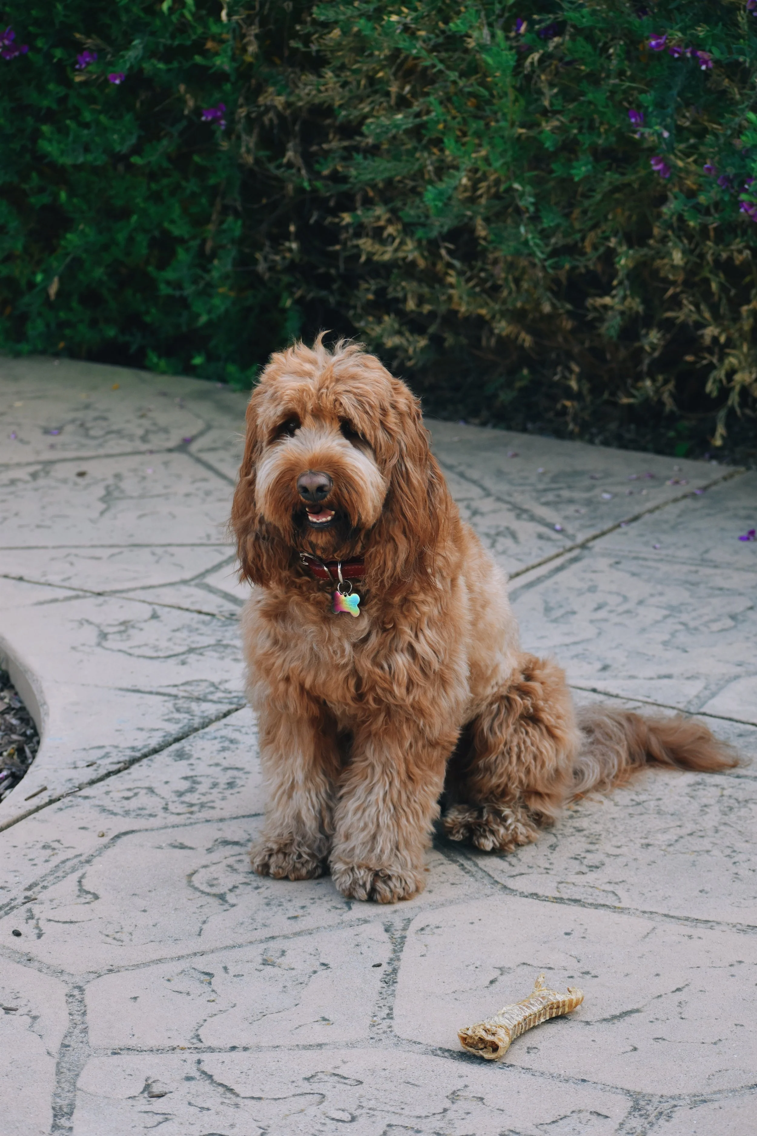 Dog
