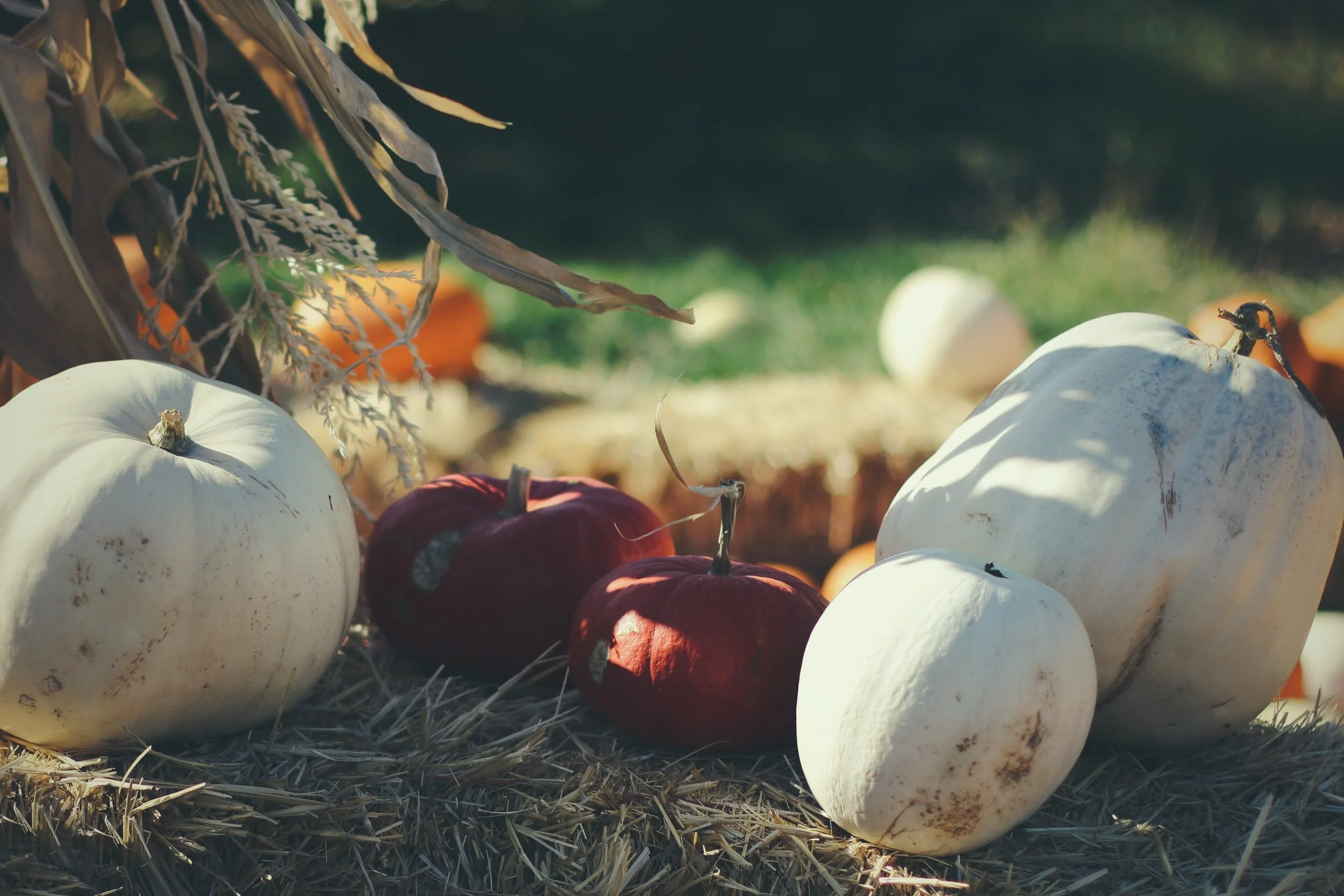 FALL FESTIVAL 