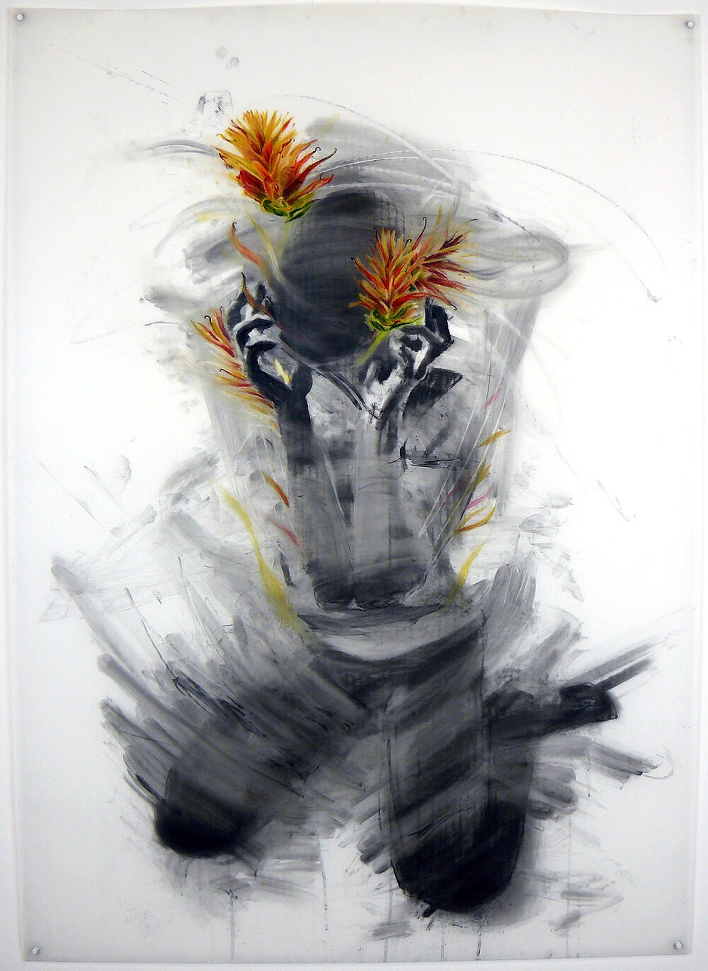 Christ's Indian Paintbrush , charcoal, pastel pencil, and colored pencil on Mylar, 42 x 30 inches, 2021.