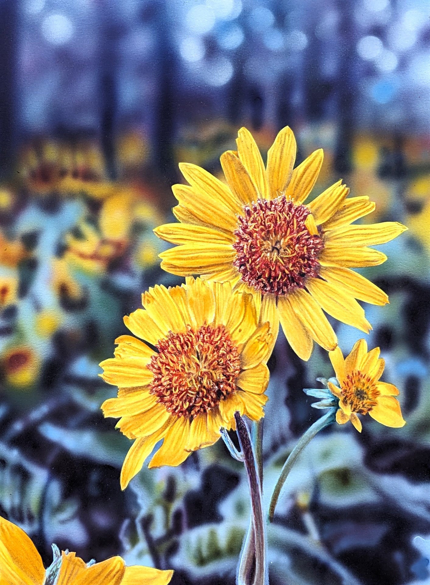 Washington Sunshine , airbrush and colored pencil, 9 x 12 inches, 2024.