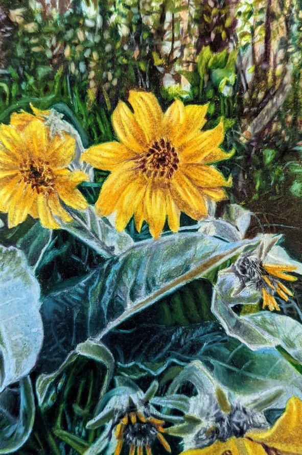 Arrowleaf Balsamroot , colored pencil, 4 x 6 inches, 2021.