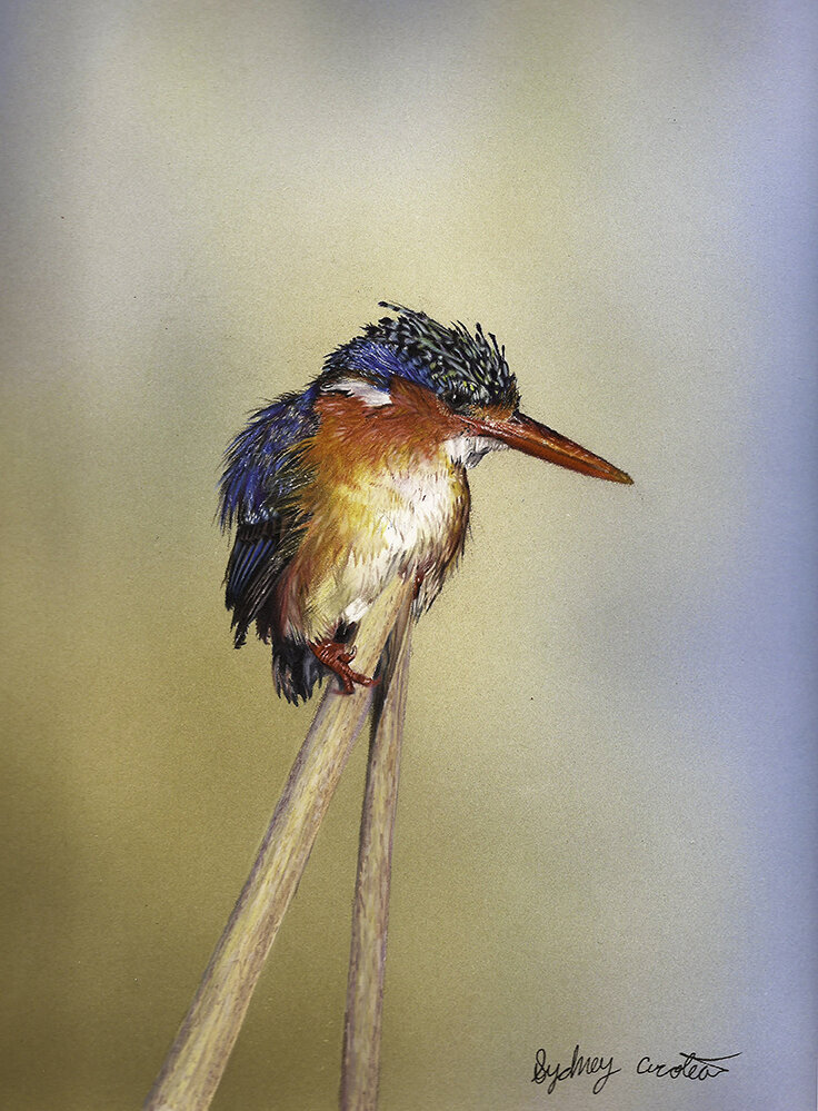 Malachite Kingfisher , airbrush and colored pencil, 12 x 9 inches, 2019. Reference photo by Robbie A.