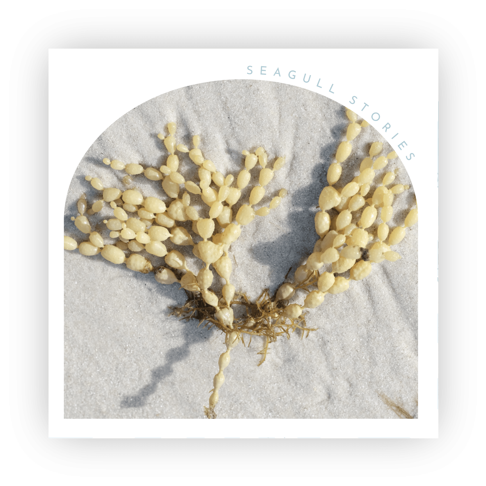 Neptunes Pearls card