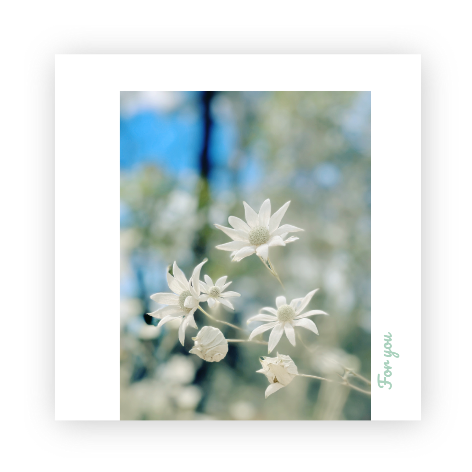 Flannel Flowers Greeting Card