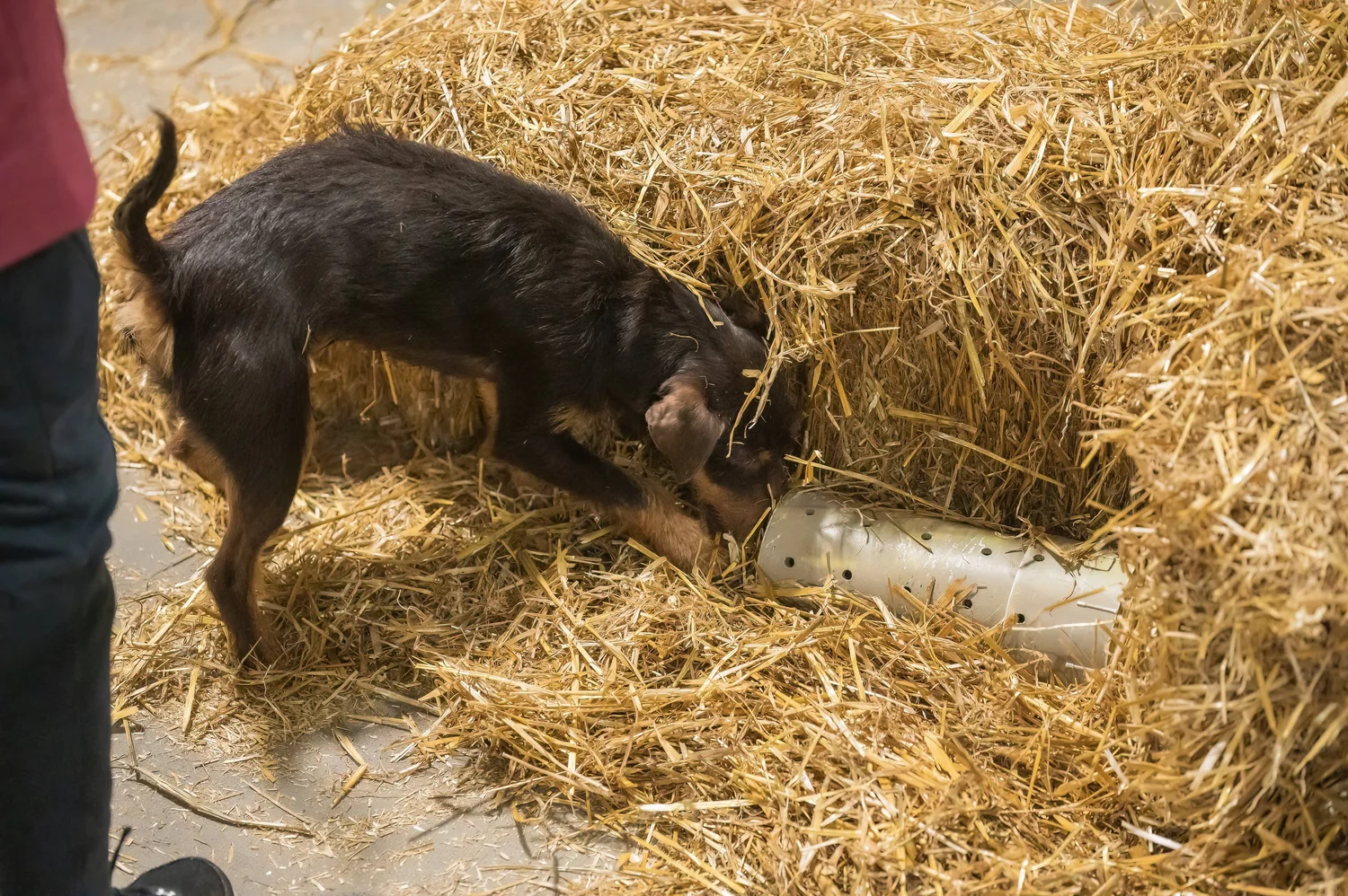 Oh Rats Barn Hunt — Country Paws Canine Resort & Athletic Center