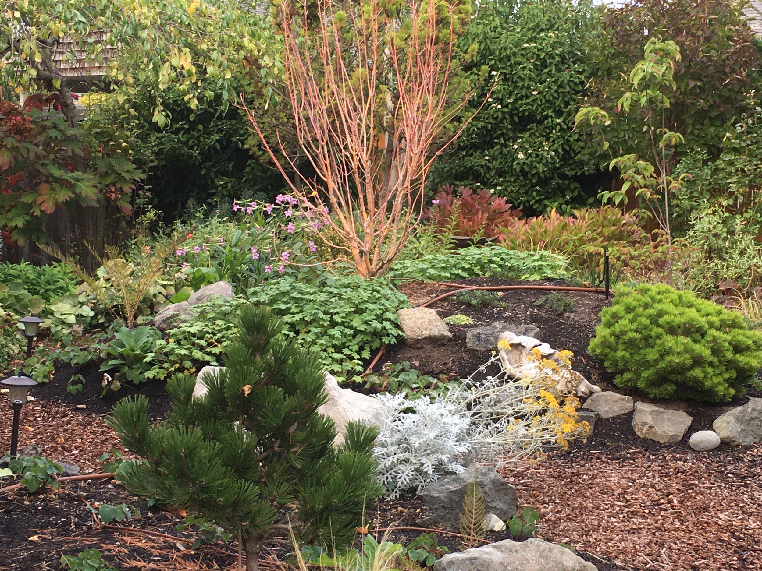 Annie's_VineMaple Berm.JPG