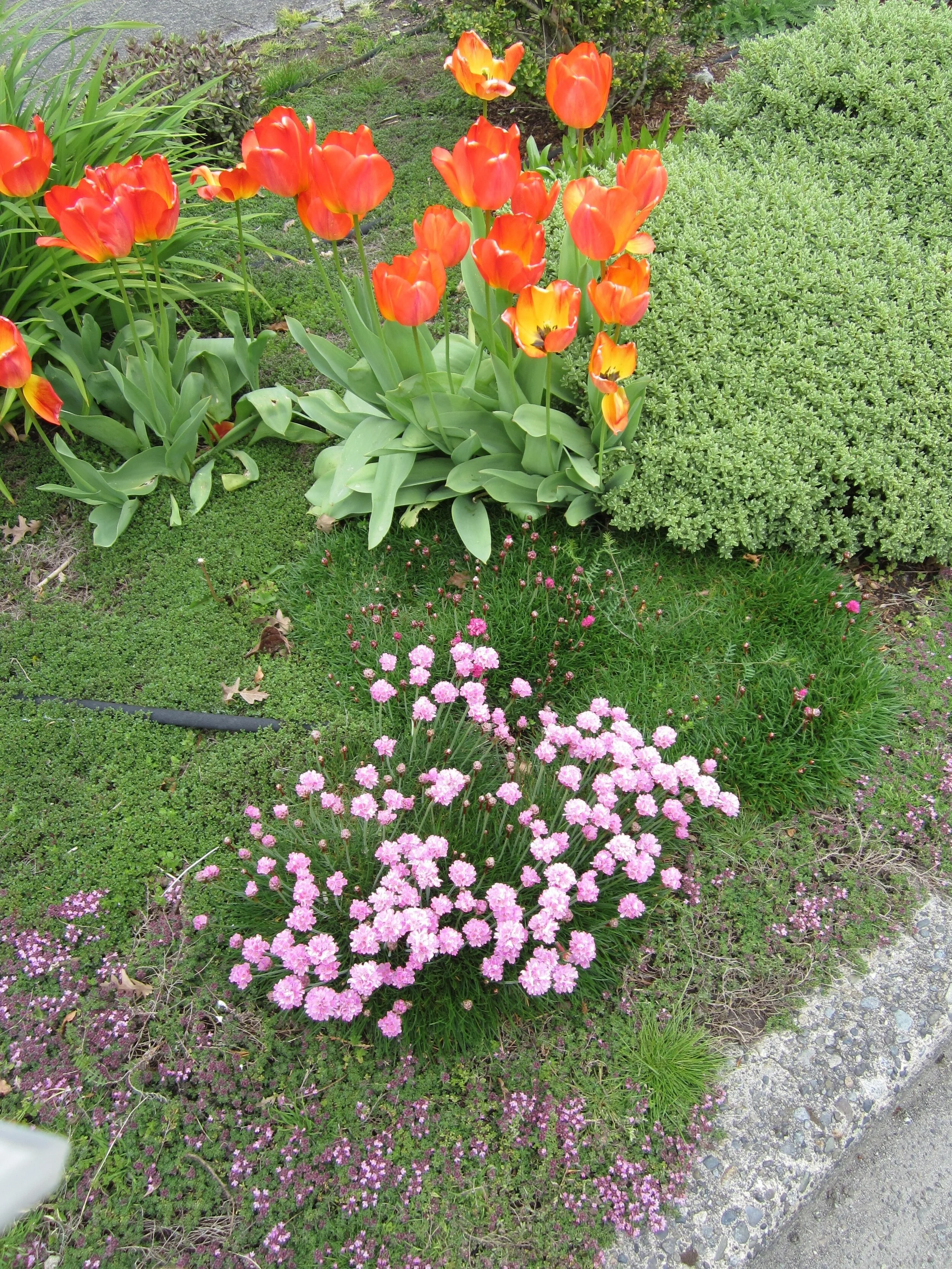 MoreSpringFlwers.jpg