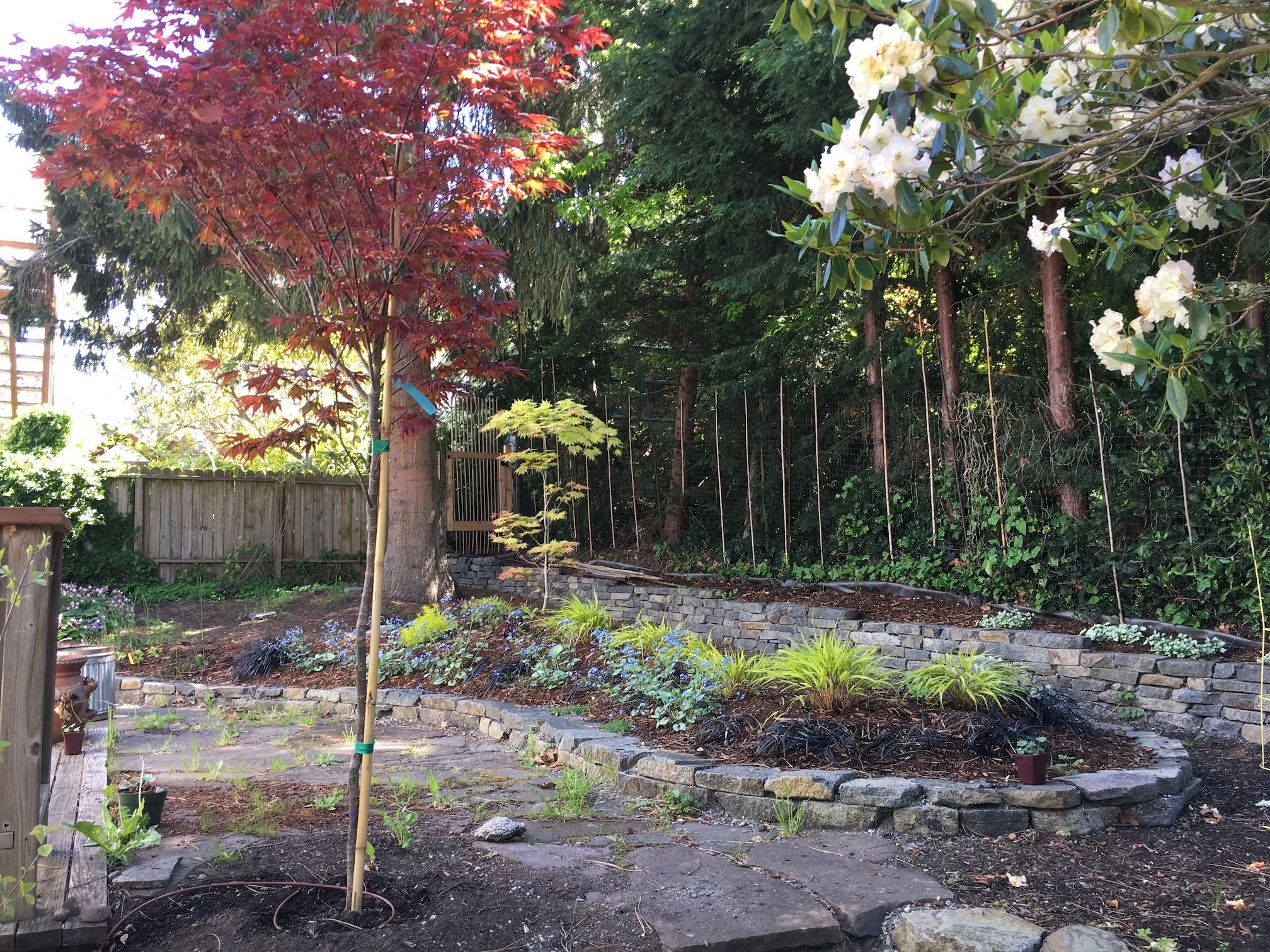 Elizabeth looking towards spruce  sm.jpeg