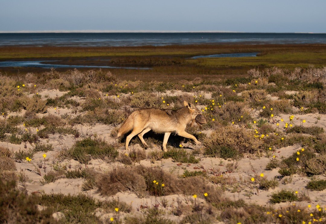 Las probabilidades de encontrarse a un coyote en estas condiciones son escas&iacute;simas 😱

 #coyote #nature #naturelovers #naturephotography #natureza #natureshots #wildanimals #wildanimals #wildanimalsphotography #GuerreroNegro #guerreronegro