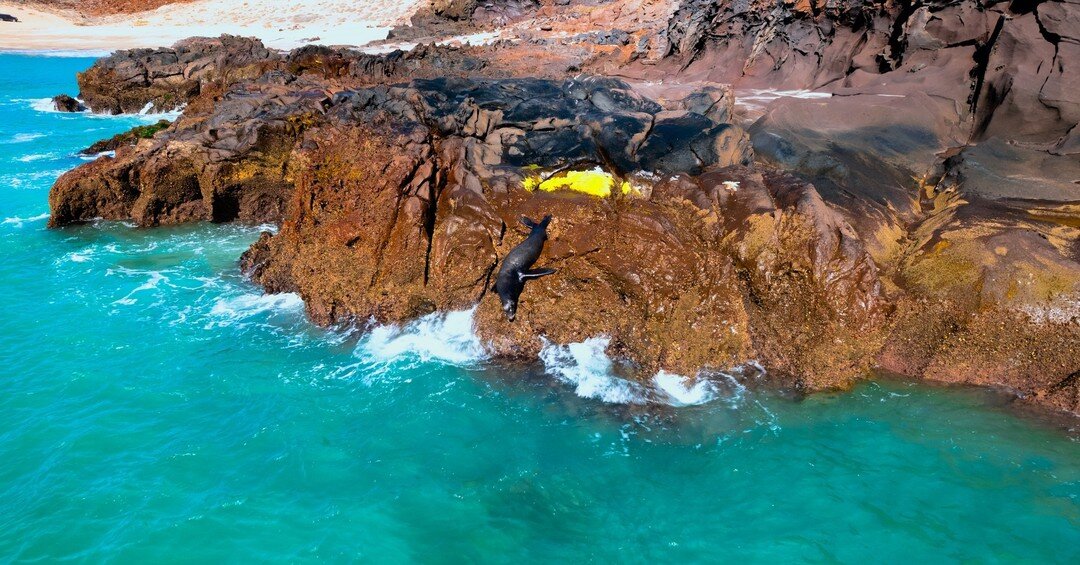&iexcl;Viajero! encuentra al tercer Lobo Marino 🦭 

 #nature #natureza #naturelover #sealions #sealion #beach #naturephotography #naturephotographychallenge #natureporn #sea #sealife