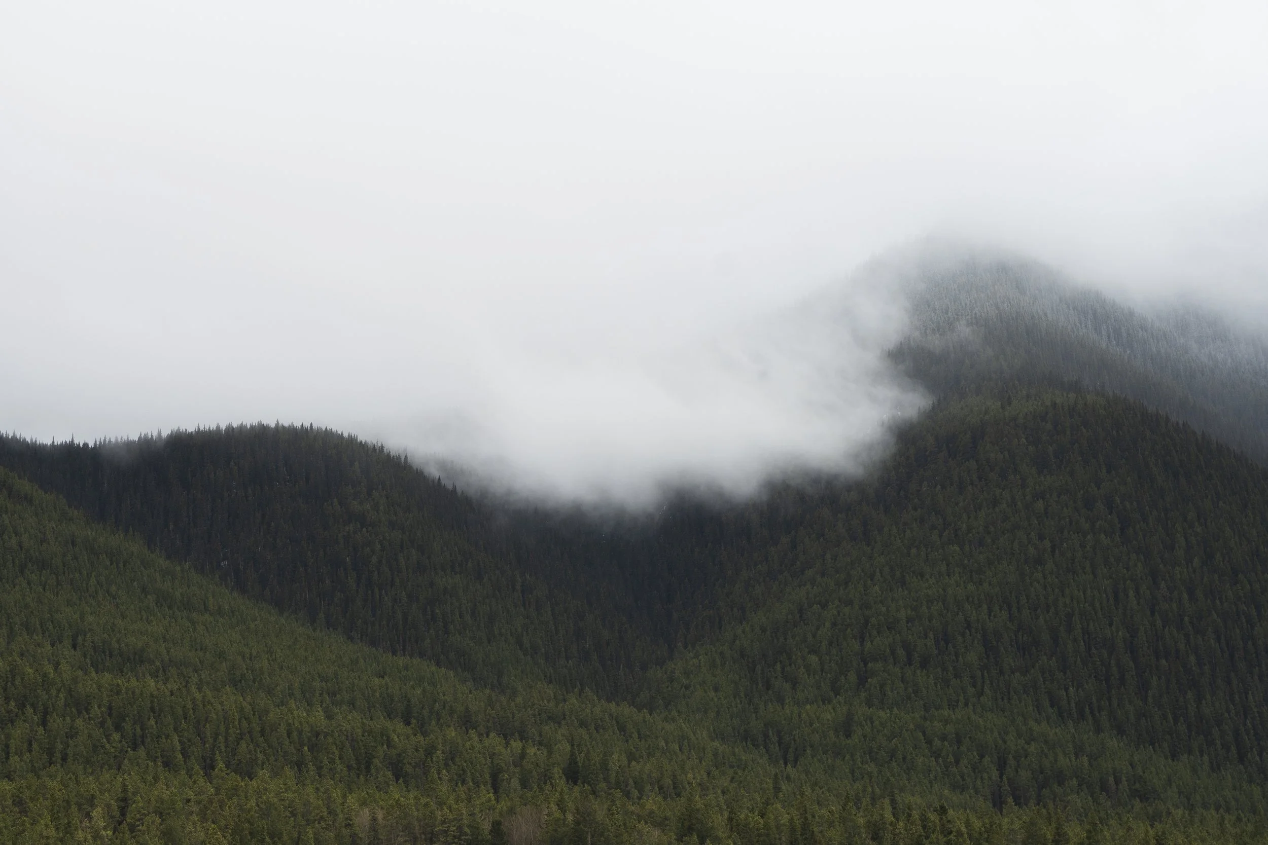 low clouds on tree hills.jpg