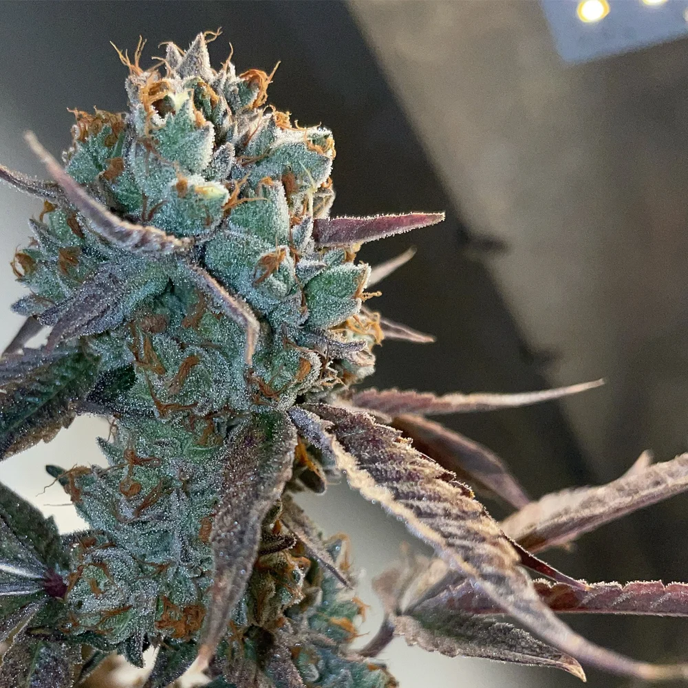 Butterwolf bud