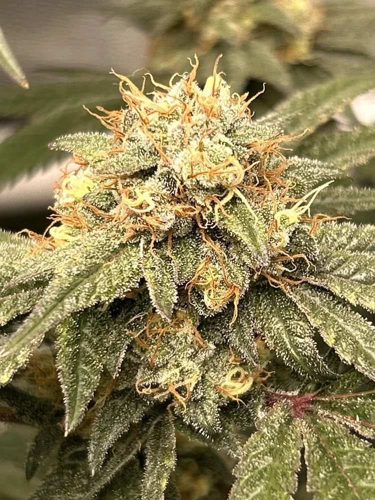 Mussels bud