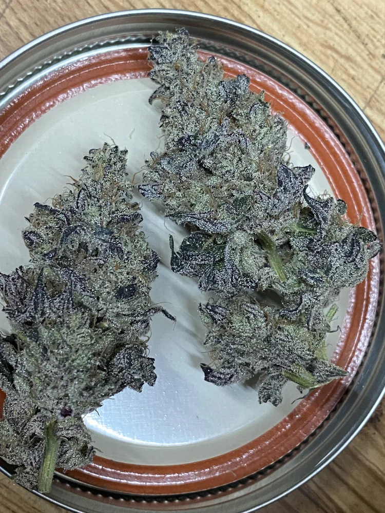 PANM bud