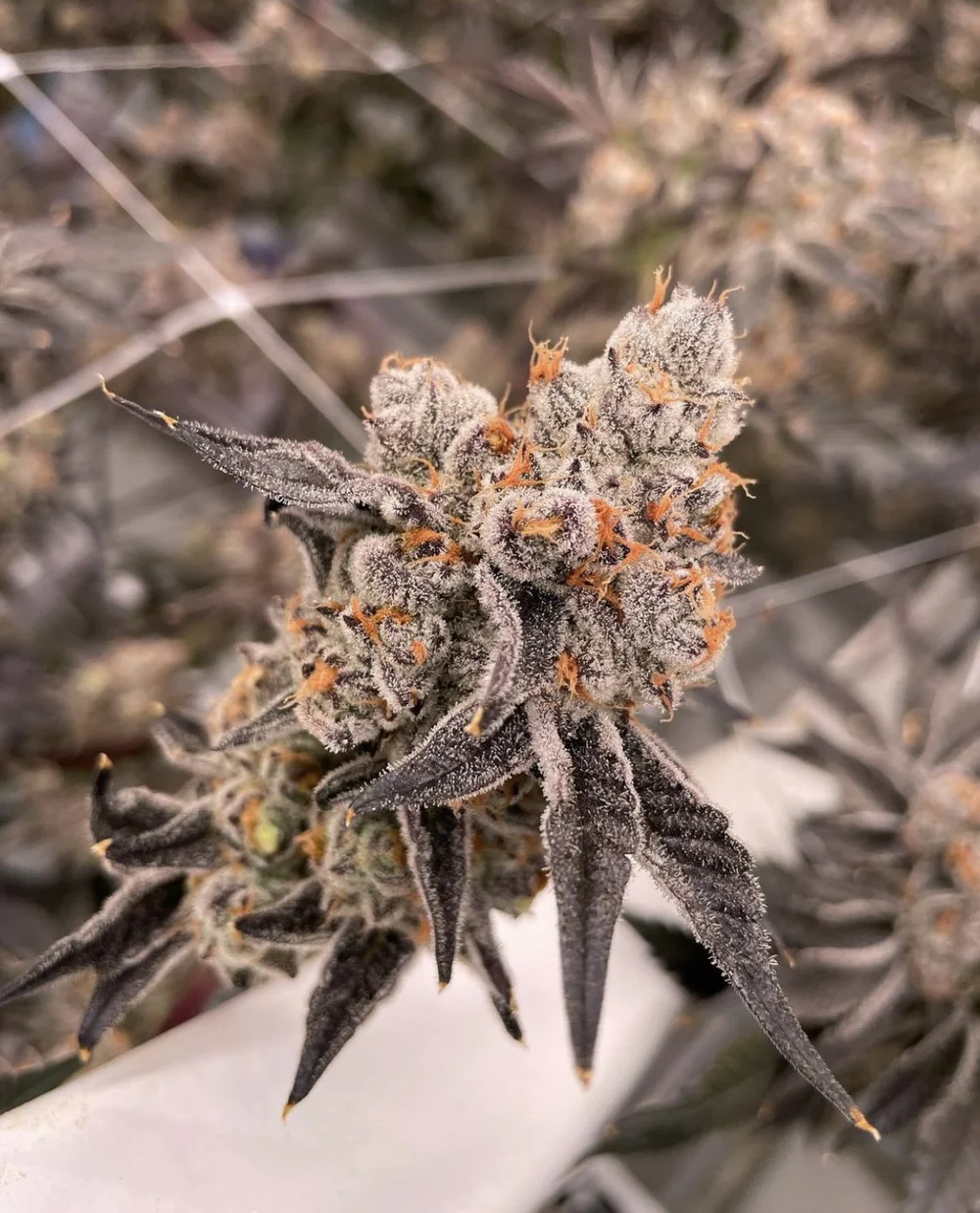 Butterstuff bud
