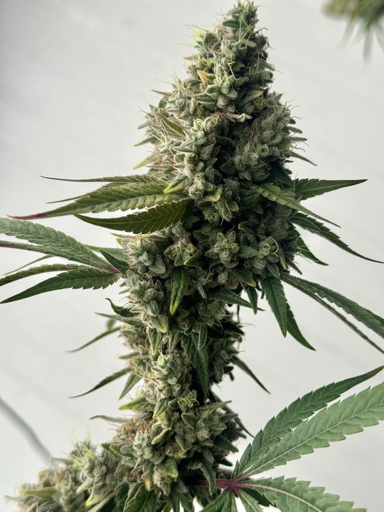 Moonbutter bud