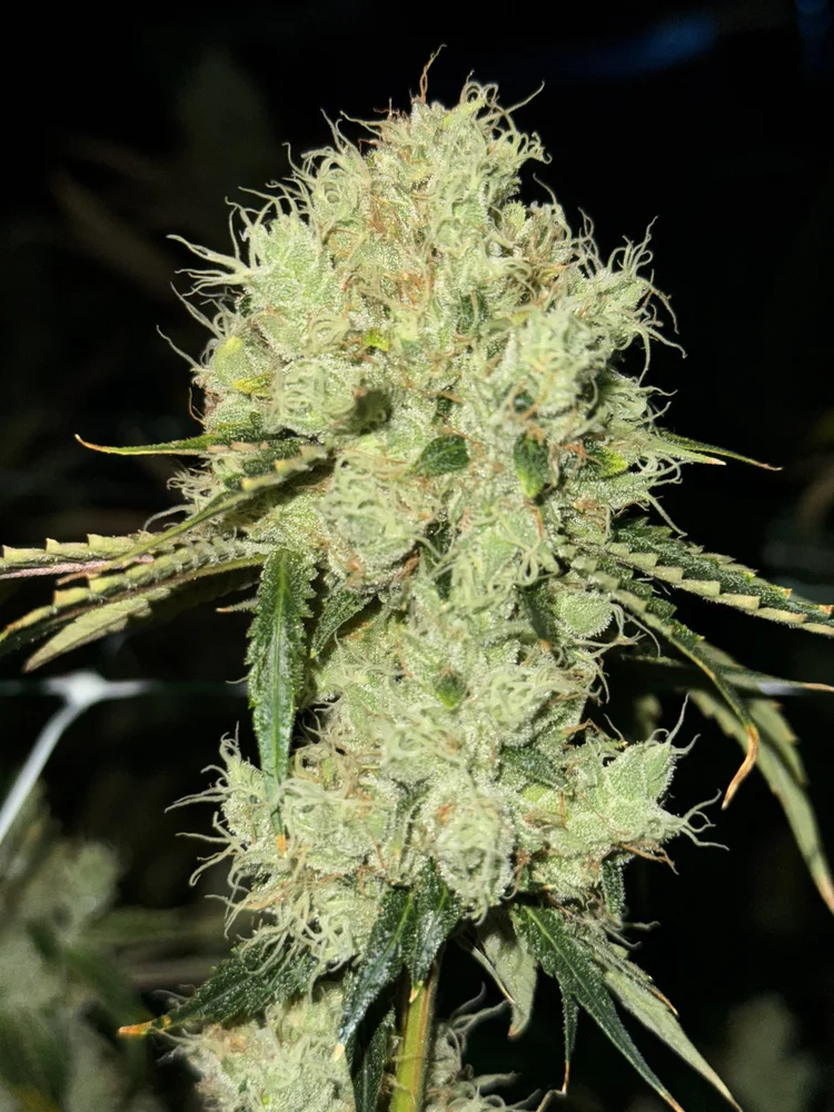 Shrimp Scampi bud