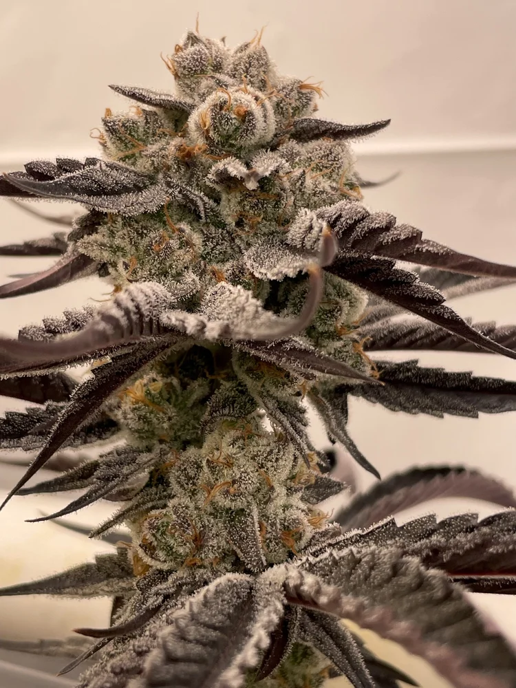 Margarine bud