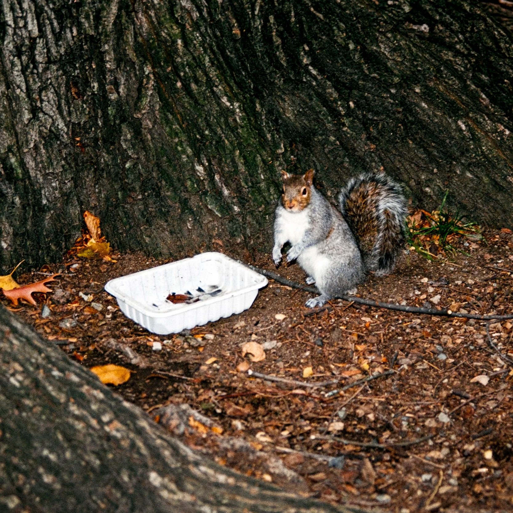 A Walk: Boston Common