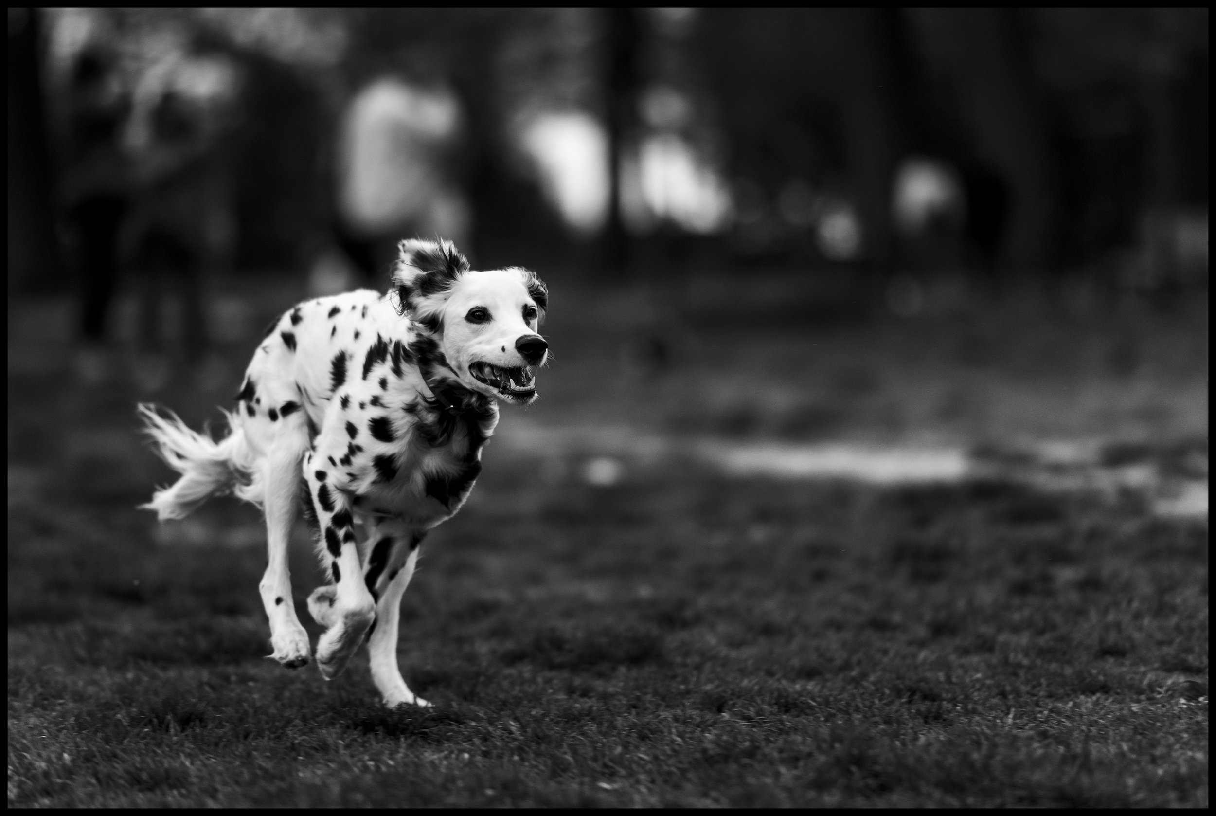 Ozzy running down his ball at Meridian Hill Park. 4/12/24