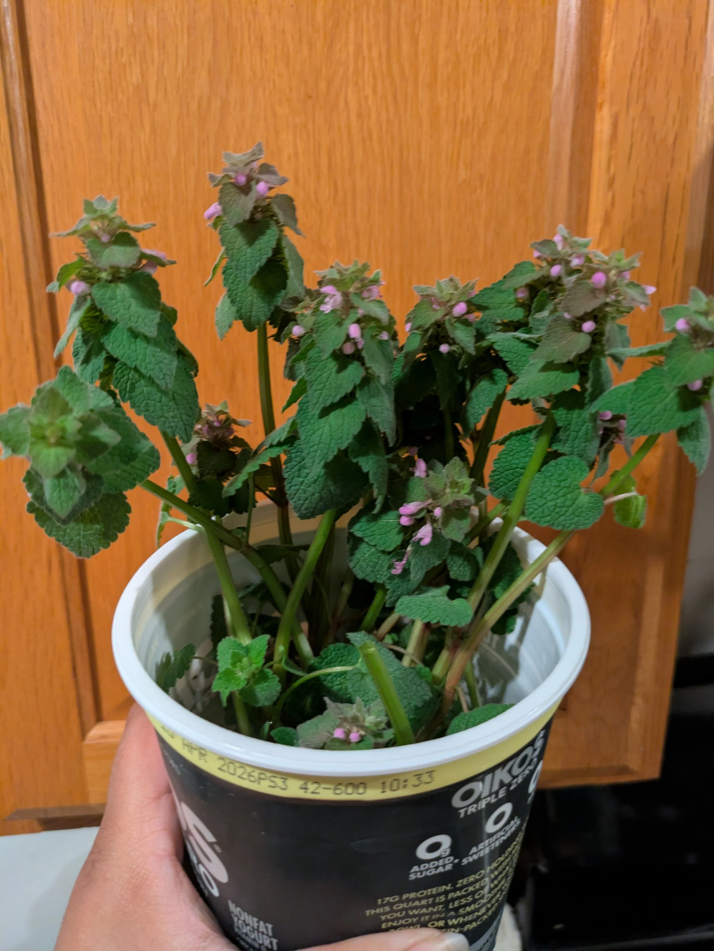 Purple Deadhead Nettle Tincture
