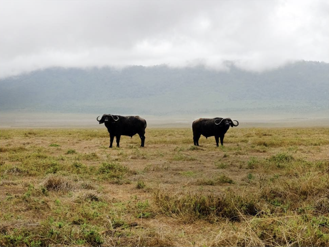 Screen Shot 2021-05-19 at 12.20.35 PM.png