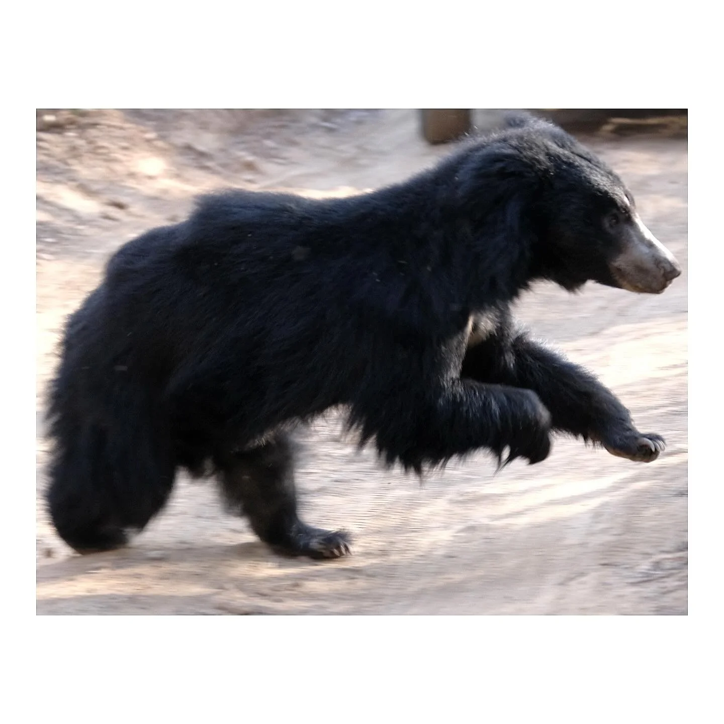 sloth bear