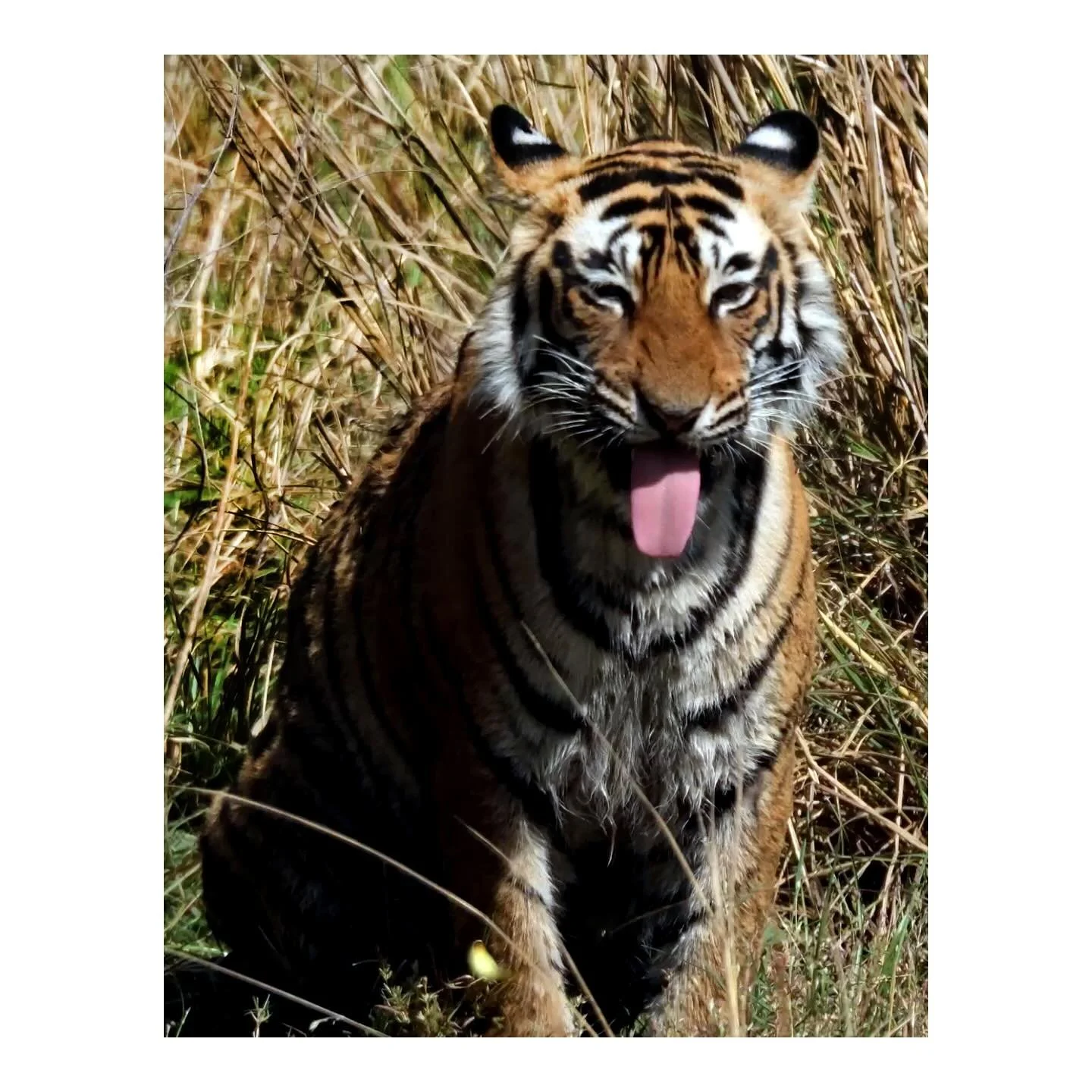 tiger tongue w @ivybetty