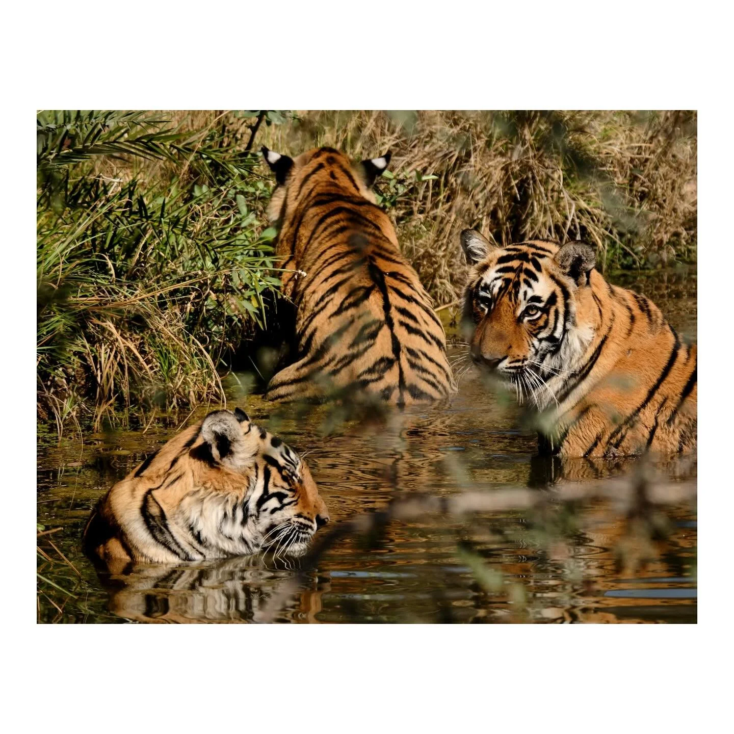 tiger trio