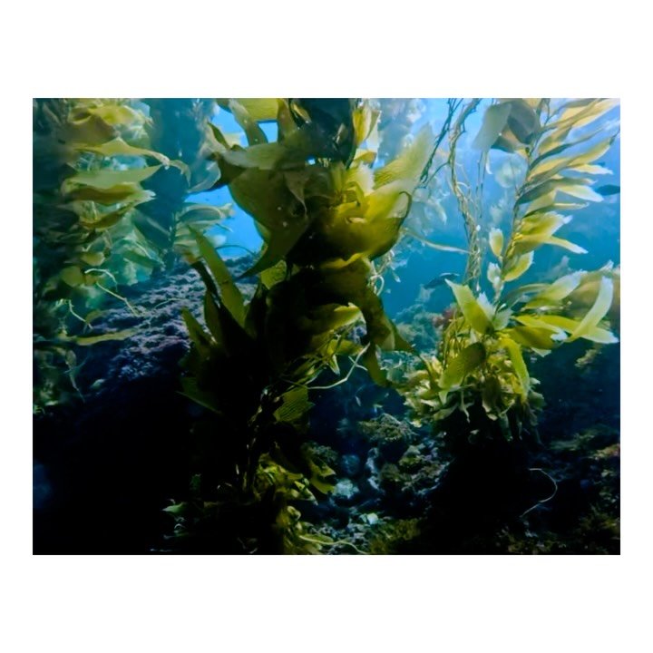kelp forest