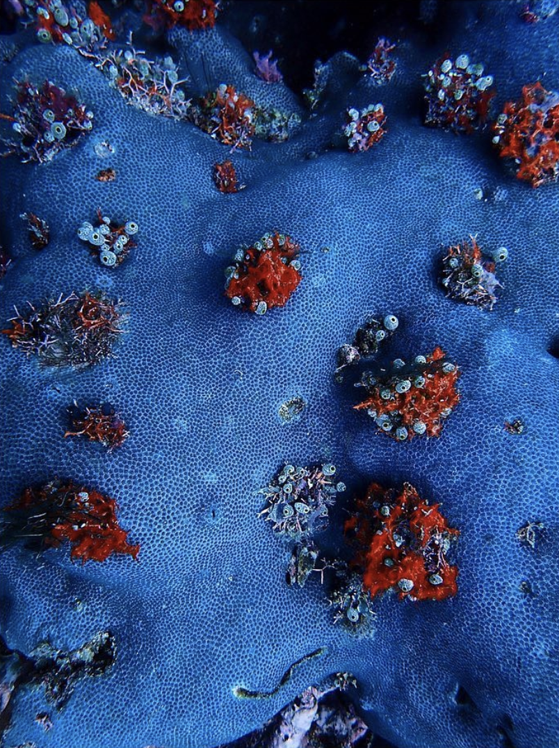 Screen Shot 2021-05-19 at 12.24.02 PM.png