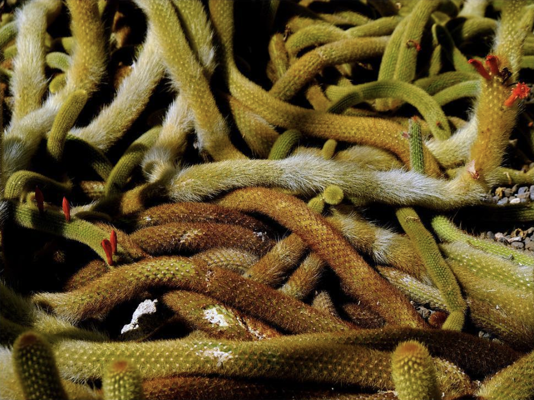 Screen Shot 2021-05-19 at 12.21.47 PM.png