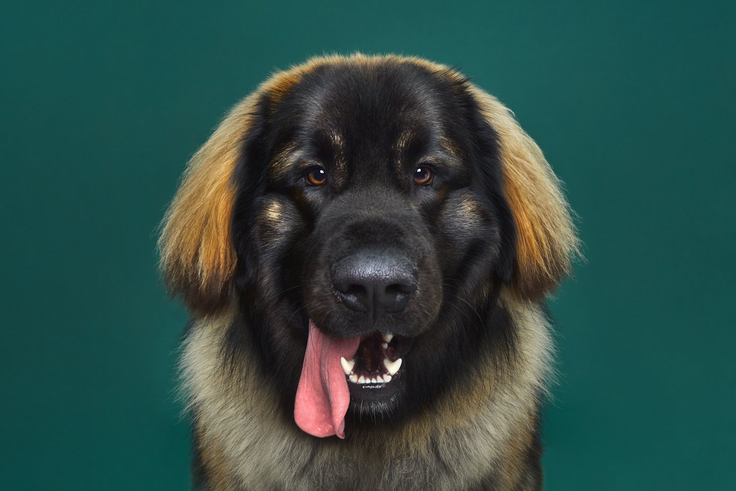 AK_CRXSS_Animals_00039.jpg