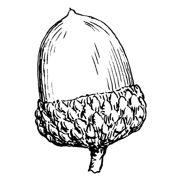 Black illustration of an acorn or a seed